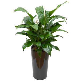 스파트필름2호
